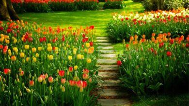 Photo of 10 ideias para preparar o seu jardim para a Primavera