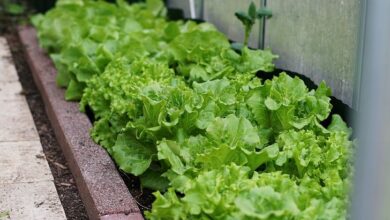 Photo of 10 passos fáceis para cultivar a sua própria comida