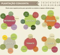 Photo of 10 verduras alternativas fáceis de cultivar para diversificar a sua salada