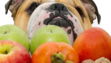 Photo of 12 frutas e legumes tóxicos para cães