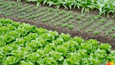 Photo of 14 O que fazer e o que não fazer no cultivo de uma horta orgânica