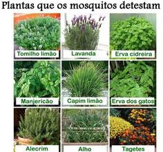 Photo of 14 Plantas repelentes de mosquitos para plantar no seu jardim