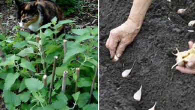 Photo of 14 plantas repelentes de mosquitos que realmente repelem os mosquitos e os mantêm afastados.