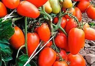 Photo of 15 das melhores variedades de tomate para plantar no seu jardim