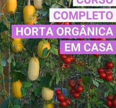 Photo of 16 legumes de crescimento rápido que lhe darão uma colheita rápida