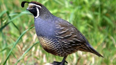 Photo of 19 aves britânicas comuns que podem ser encontradas no seu jardim