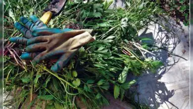 Photo of 20 Maneiras convenientes de usar as ervas daninhas em sua casa