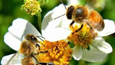 Photo of 21 plantas de abelhas para atrair polinizadores para o seu jardim