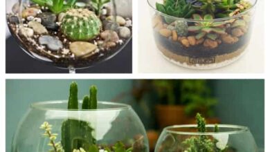 Photo of 23 lindas plantas de terrário para usar no seu novo terrário