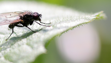Photo of 26 dicas para proteger o seu jardim de insectos e doenças