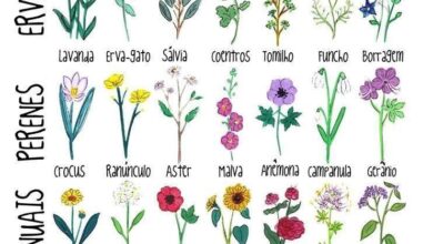 Photo of 28 deliciosas flores que atraem abelhas para o seu jardim