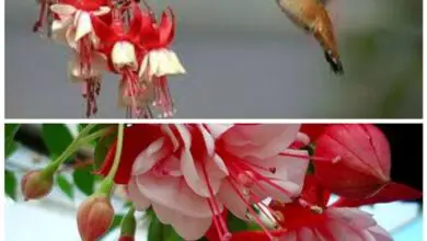 Photo of 28 lindas flores que atraem beija-flores