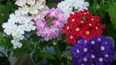 Photo of 3 lindas e coloridas plantas herbáceas perenes