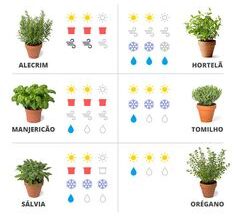 Photo of 3 passos fáceis para cultivar ervas dentro de casa (e 5 ervas inspiradas no jardim)