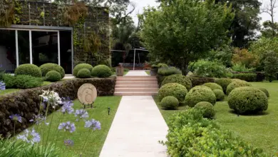 Photo of 3 plantas europeias para o seu jardim