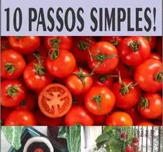 Photo of 32 ideias para cultivar os seus tomates grandes e saudáveis.