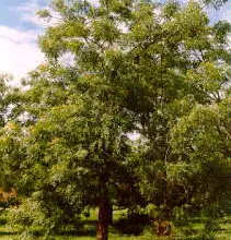 Photo of 34 árvores de sombra de crescimento rápido aprovadas para uso no verão