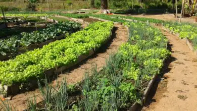 Photo of 4 técnicas fáceis de permacultura que você pode usar no seu jardim