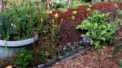 Photo of 5 passos para criar o jardim Hugelkultur perfeito no seu jardim