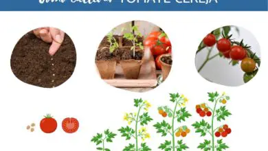 Photo of 6 métodos simples que explicam como amadurecer os tomates mais rapidamente