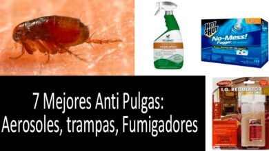 Photo of 6 pesticidas domésticos fáceis de usar que realmente funcionam