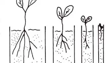 Photo of 6 tipos de solo e as plantas que melhor crescem neles