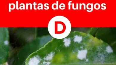 Photo of 7 fungicidas caseiros que vão salvar as plantas do seu jardim