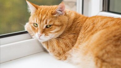 Photo of 7 grandes vantagens de manter gatos de fazenda em sua casa