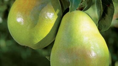 Photo of 8 das mais saborosas variedades de maçã e como fazê-las prosperar