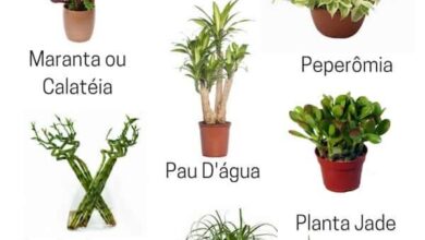 Photo of 8 legumes que são mais fáceis de cultivar mesmo que você não saiba nada sobre jardinagem