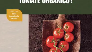 Photo of 8 revisões do melhor fertilizante para o tomate: cultivo de uma cultura viva de tomate