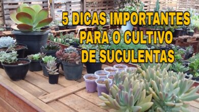 Photo of 9 dicas importantes para o cultivo de um jardim de estufa