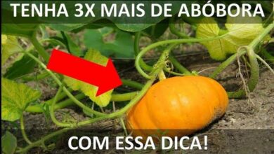 Photo of A abóbora não produz: Por que uma abóbora floresce mas não dá frutos