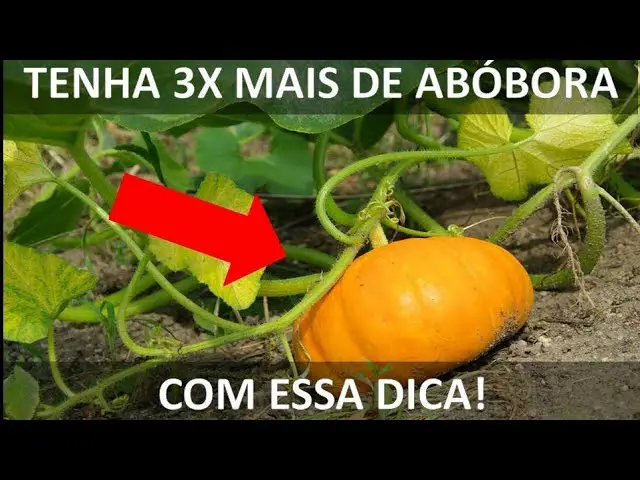 A abóbora não produz Por que uma abóbora floresce mas não dá frutos