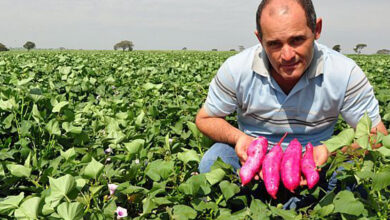 Photo of A batata-doce apodrece após a colheita – porque é que a batata-doce apodrece durante o armazenamento?