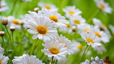 Photo of A camomila não floresce: Porque é que a minha camomila não floresce?