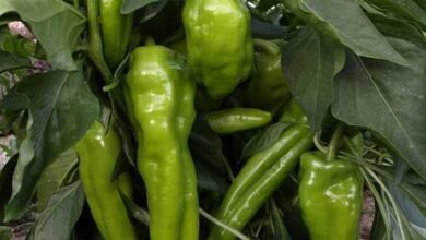 Photo of A cuidar dos pimentos italianos: Dicas para o cultivo do pimentão italiano