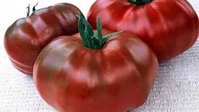 Photo of A história de Paul Robeson: O que são tomates Paul Robeson?
