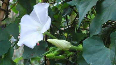 Photo of A Ipomoea alba produz flores que podem ser vistas à noite.