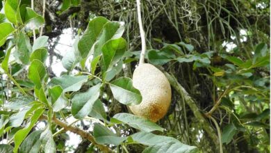 Photo of A kigelia africana tem flores e frutos que são diferentes da…