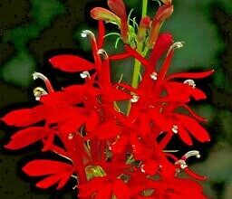 Photo of A lobelia vermelha