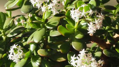 Photo of A minha planta de jade não floresce – Dicas para fazer uma planta de jade florescer