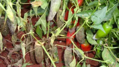 Photo of A pimenta murcha nas plantas – O que causa a murcha da pimenta?