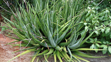 Photo of A planta de Aloe Vera floresce – Saiba mais sobre as plantas com floração de Aloe Vera