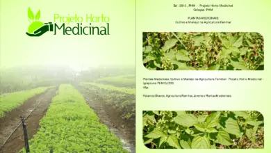 Photo of A plantação de plantas medicinais e a criação de farmácias naturais