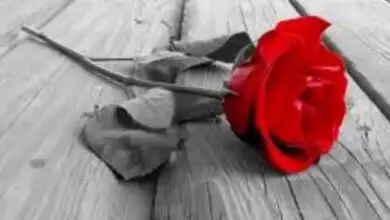 Photo of A rosa, a rosa vermelha