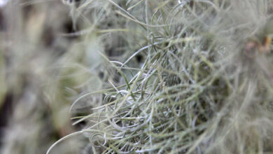 Photo of A Tillandsia usneoides é uma planta epífita muito útil.