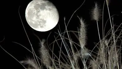 Photo of A verdade sobre a plantação na lua