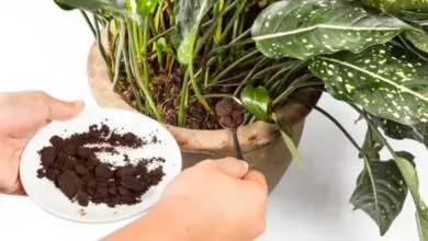Photo of A verdade sobre o uso de plantas de café no jardim