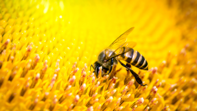 Photo of Abelha: como salvar abelhas no seu caminho para uma nova vida